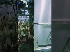 Hochleistungs-Fleischschlachtmaschine Halal Hühnerschlachtmaschine 1000BPH