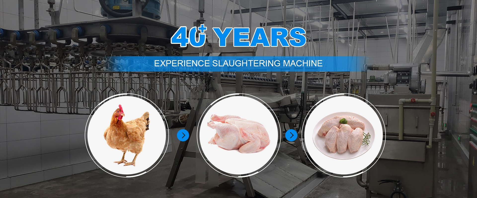 Qualität Hühnerschlachten-Maschine usine
