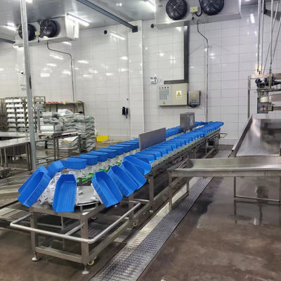 Plastikbecher Hühnerente, Geflügelgürtel, Gewichtssortiermaschine für das Schlachthaus