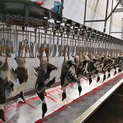 Hühnergänse, Truthahn, Ente Schlachtmaschine 1000BPH Geflügelfördermaschine
