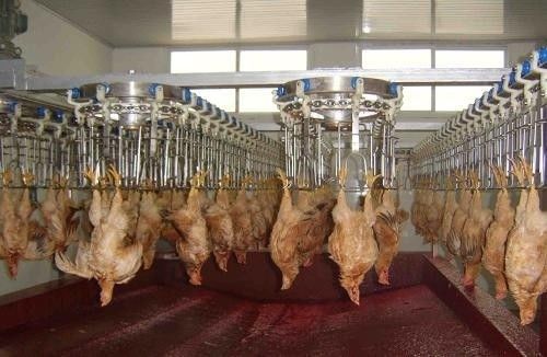 Anpassungsfähige und langlebige Geflügelverarbeitungslinie aus Edelstahl 304