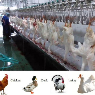 Halal Vollständige Vollfunktionsmaschine für die Schlachtung von Geflügel und Hühnern