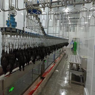 Automatische Halal-Fühlerschlachtmaschine 500 Bph Hühnerpflückmaschine