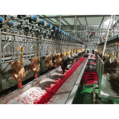 China Maschine zur Schlachtung von Geflügelhähnchen aus Edelstahl 304 mit einer Kapazität von 0f 2000BPH