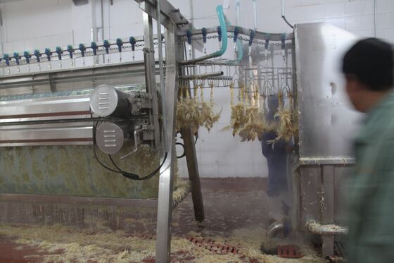 Hühner-Plucker-Maschine Kleines Geflügel Schlachthof Geflügel ((pollos) Fleischverarbeitung Hühner-Verarbeitungsanlage