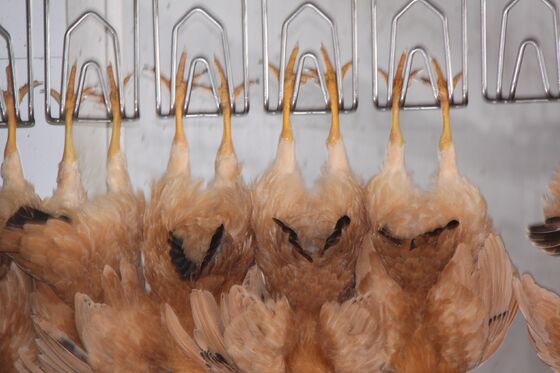 Hocheffiziente Halal-Hühnerschlachtanlagen - Schlüsselfertige Geflügelschlachtlinie für 1000 Vögel pro Stunde